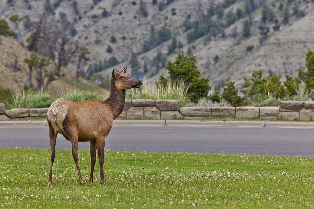 056 Yellowstone NP, Wapitihert.jpg